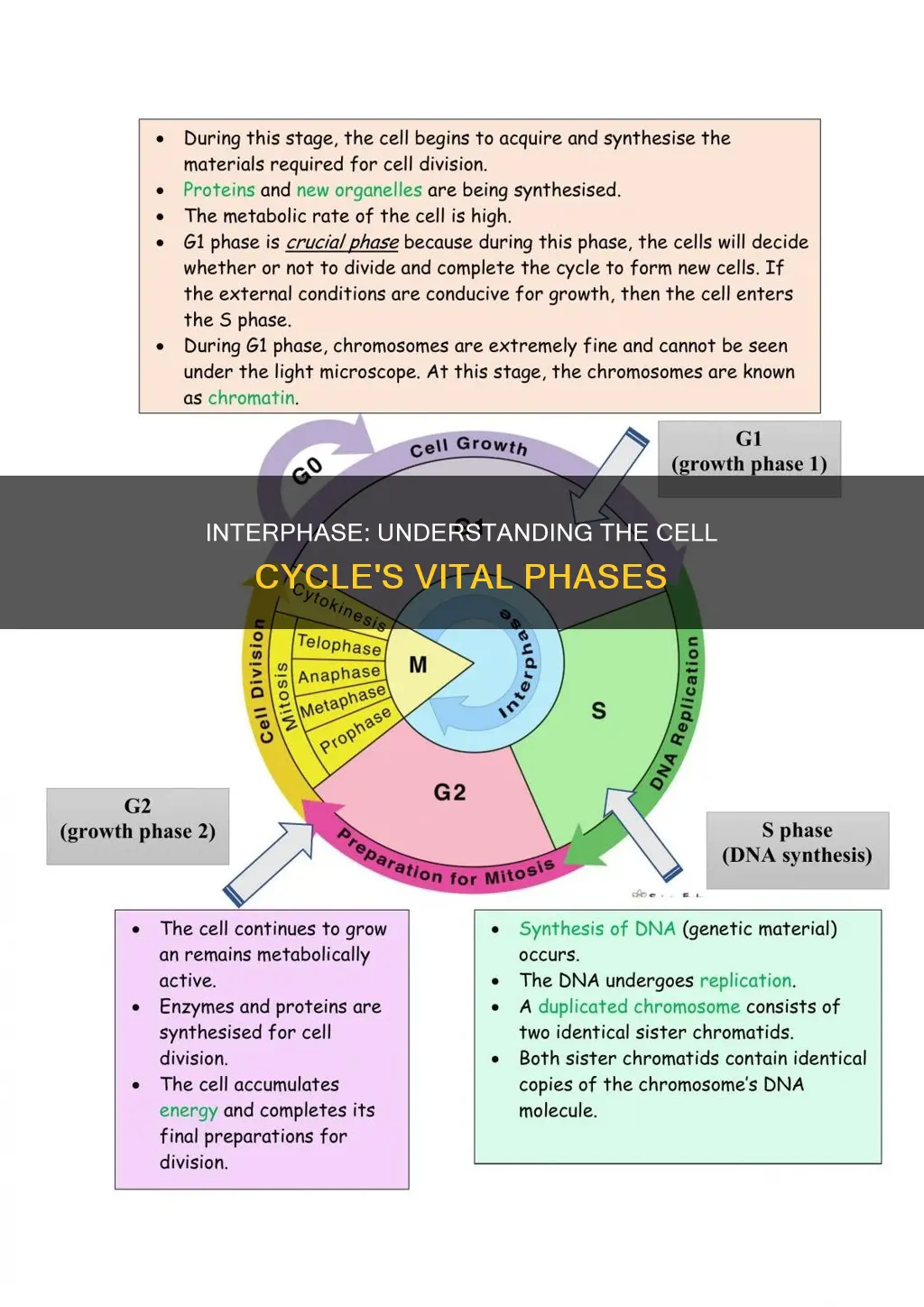 which phases of the cell cycle constitute interphase