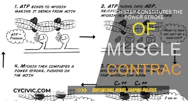 The Power Stroke: Muscle Contraction Simplified