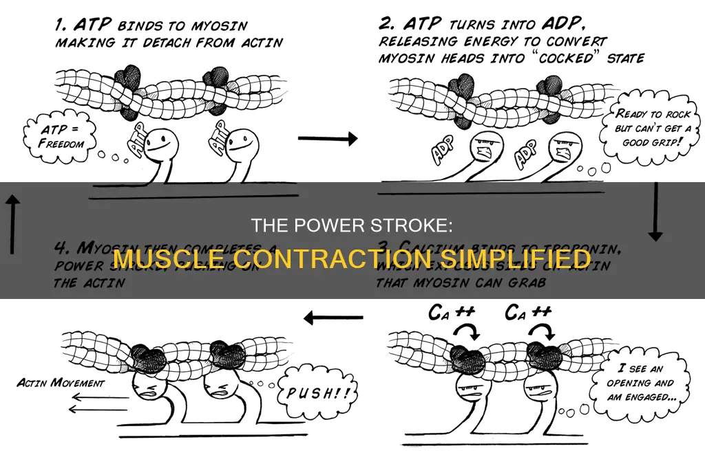 which step constitutes the power stroke of muscle contraction