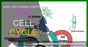 The Cell Cycle: Two Phases, One Process