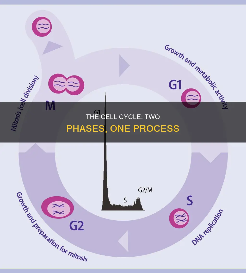 which two 2 phases constitute the cell cycle