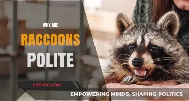 The Surprising Etiquette of Raccoons: Polite Behaviors Explained