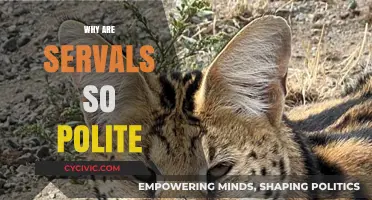The Surprising Etiquette of Servals: Uncovering Their Polite Nature