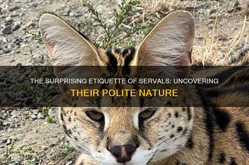 why are servals so polite
