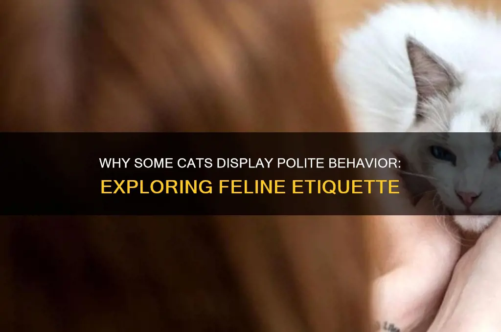 why are some cats polite