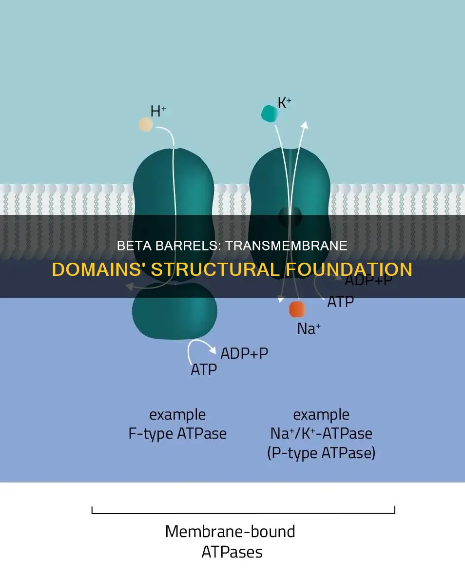 why do beta barrels constitute the transmembrand domain