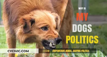 Why Your Dog's Behavior Reflects Your Political Beliefs