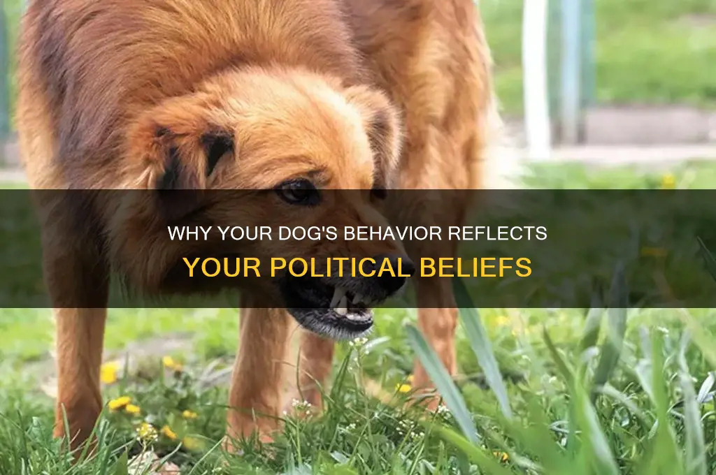 why is my dogs politics